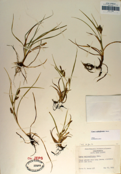 Deceiving sedge (Carex saliniformis), rhizomatous perennial. Vesta F. Hesse 457 (JEPS27484), “Boggy ground near Camp Evers, elev. ca. 400 ft.,” Scotts Valley (Santa Cruz County), May 23, 1944 [occurrence extirpated]. Photo © Steve Matson. Deceiving sedge (Carex saliniformis), rhizomatous perennial. Vesta F. Hesse 457 (JEPS27484), “Boggy ground near Camp Evers, elev. ca. 400 ft.,” Scotts Valley (Santa Cruz County), May 23, 1944 [occurrence extirpated]. Photo © Steve Matson.